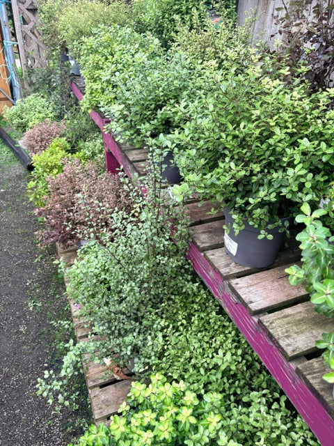 Pittosporum tenuifolium 'Tom Thumb' 3Ltr