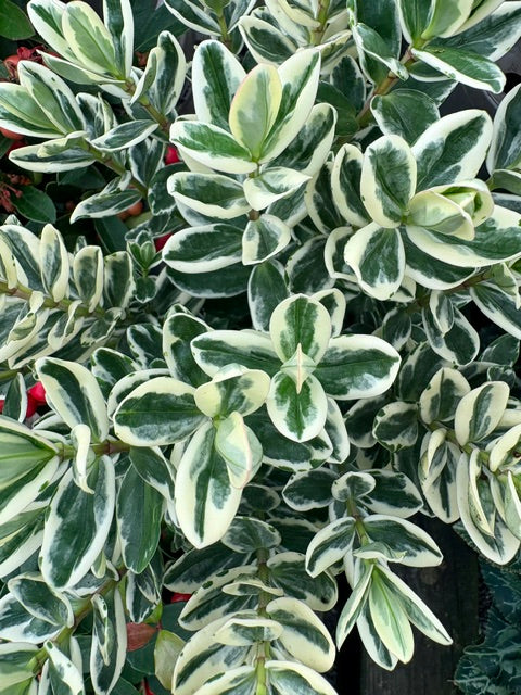 Hebe Addenda mixed variegated 10.5cm