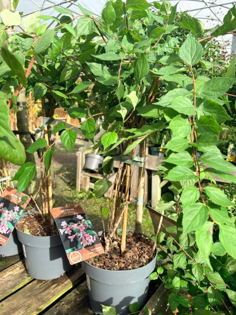 Kolkwitzia amabilis Pink Cloud Beauty Bush 60-80cm 4ltr pot