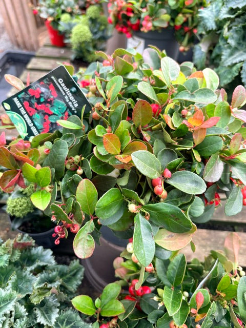 Gaultheria procumbens 'Big Berry' 2ltr pot