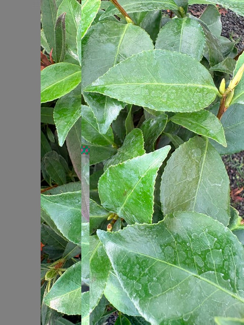 Camellia japonica 'Bonomiana' 3ltr