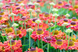 Helenium mariachi 'Salsa' 2L