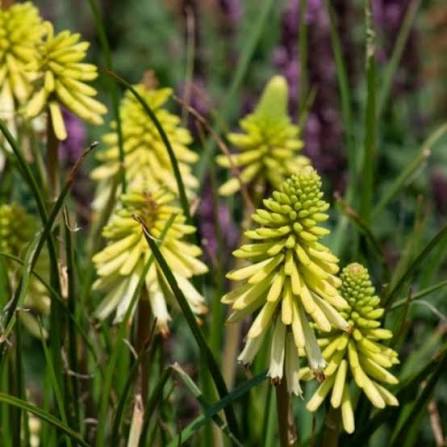 Kniphofia Poco Citron 2ltr