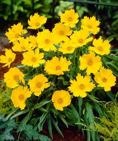 Coreopsis Walberton's Flying Saucers 2ltr