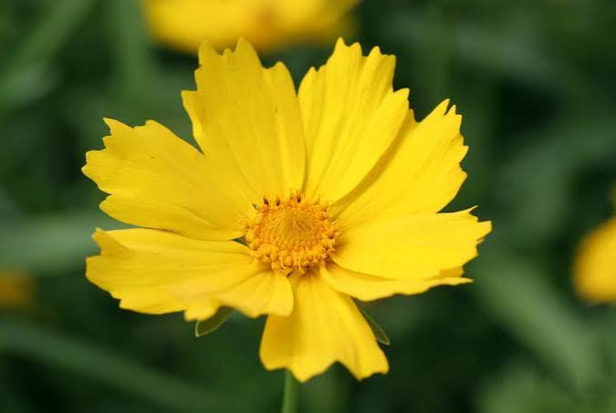 Coreopsis Walberton's Flying Saucers 2ltr