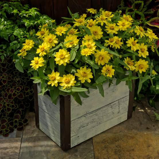 Zinnia Profusion Yellow 1ltr
