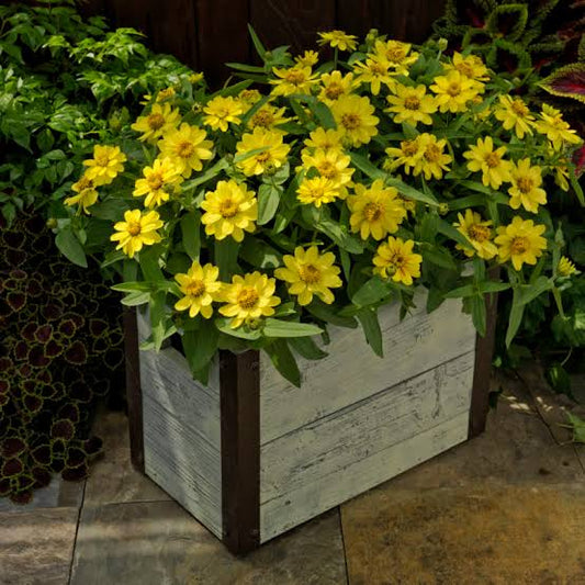 Zinnia Profusion Yellow 1ltr