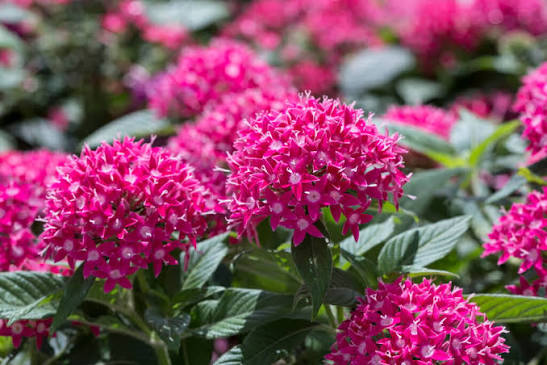 Pentas Pink 1ltr