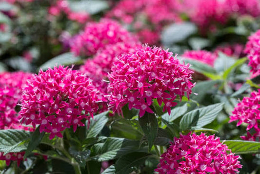 Pentas Pink 1ltr
