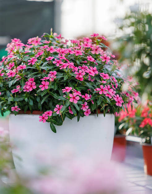 Catharanthus Soiree Hot Pink 1ltr
