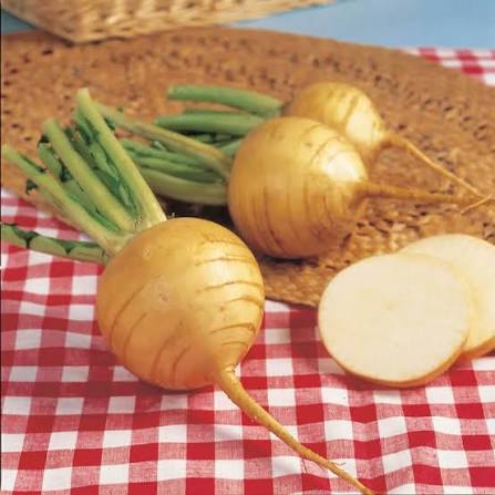 Turnip 'Golden Ball' 6pack
