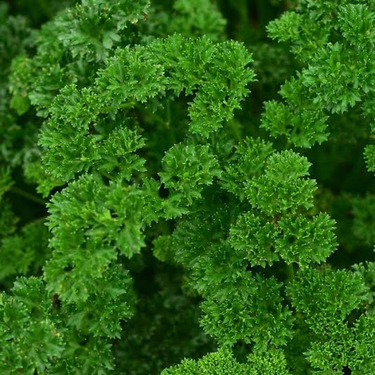 Parsley Curled 1L