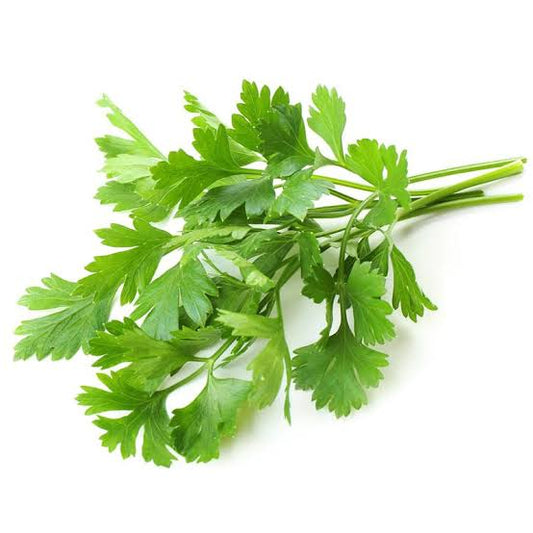 Parsley Flat Leaved 9cm