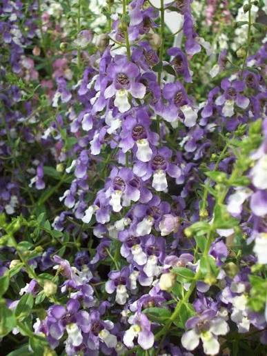 Angelonia Blue Bicolour 3ltr