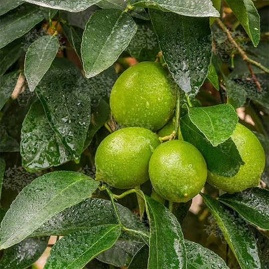 Citrus Lime Tahiti 3ltr