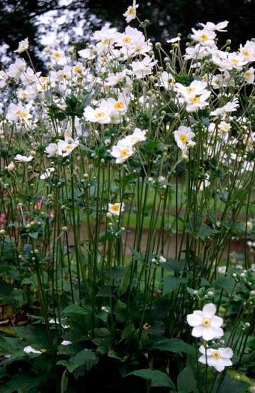Anemone x hybrida Honorine Jobert 2L