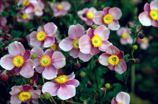 Anemone hupehensis 'Praecox' 2L