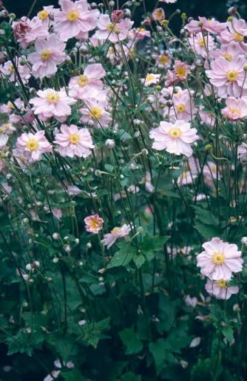 Anemone Queen Charlotte 2Ltr
