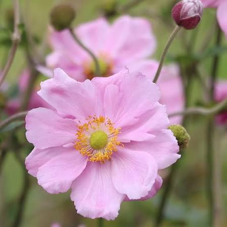 Anemone Queen Charlotte 2Ltr