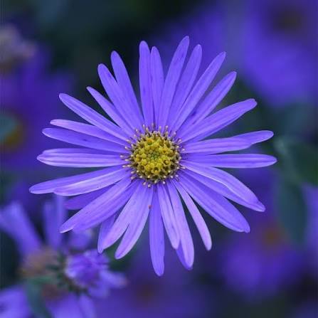 Aster x frikartii Monch 2L