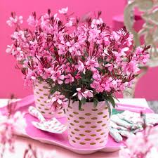 Gaura  Gaudi Rose 3L