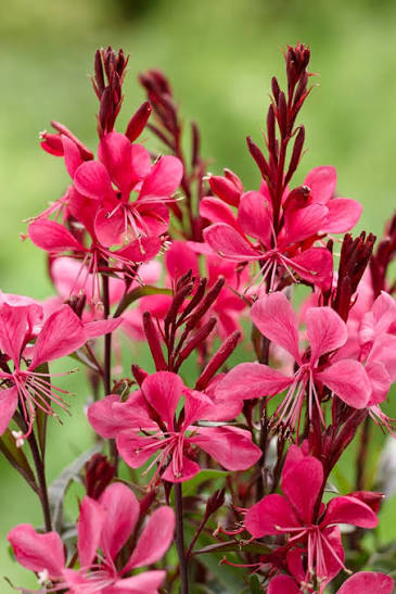 Gaura  Gaudi Red 3L