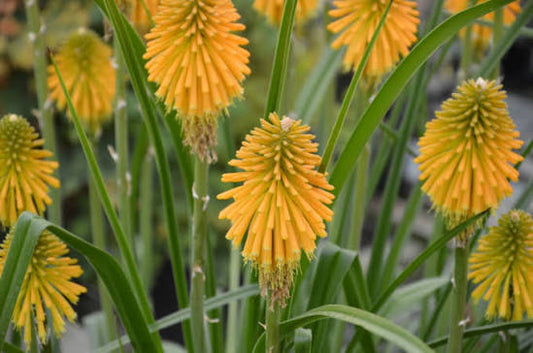 Kniphofia 'Happy Halloween' 2ltr