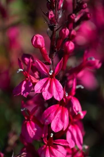 Lobelia speciosa Starship Deep Rose 3L