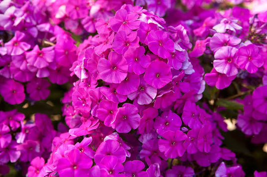 Phlox paniculata 'Famous Purple' 2L