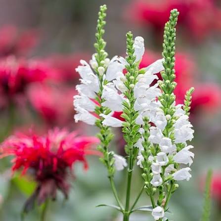 Physostegia virg. 'Crystal Peak White' 3L