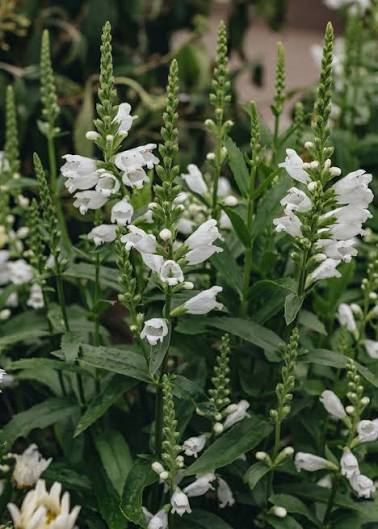 Physostegia virg. 'Crystal Peak White' 3L
