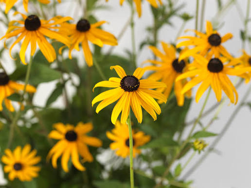 Rudbeckia 'Goldblitz' 3L
