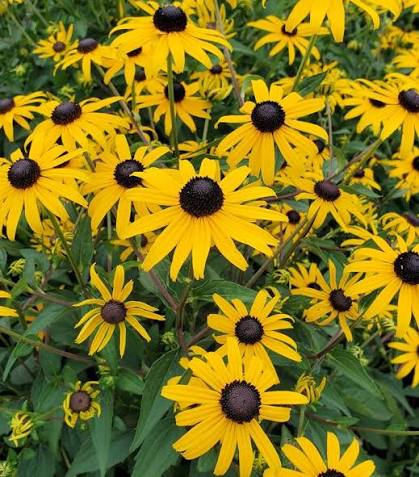 Rudbeckia 'Goldblitz' 3L
