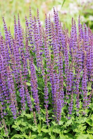Salvia nemerosa 'Ostfriesland' 2Ltr