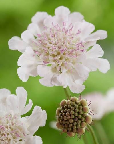 Scabiosa incisa 'Kudo White ' 3Ltr