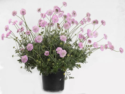 Scabiosa incisa 'Kudo Pink ' 3Ltr