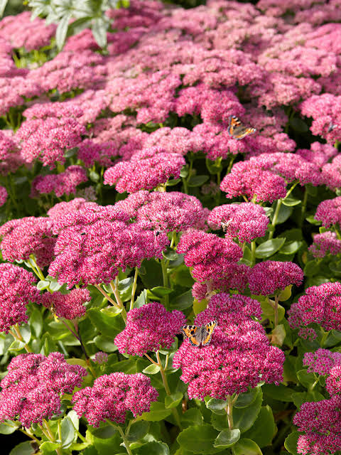 Sedum Autumn Joy 2ltr