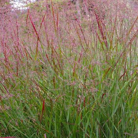 Panicum virgatum 'Squaw' 26cm pot