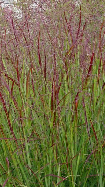 Panicum virgatum 'Squaw' 26cm pot