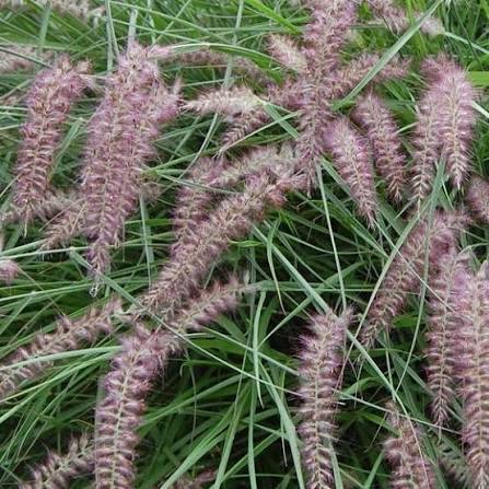 Pennisetum orientale Flamingo 26cm pot