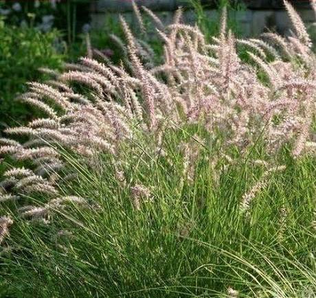 Pennisetum orientale Flamingo 26cm pot