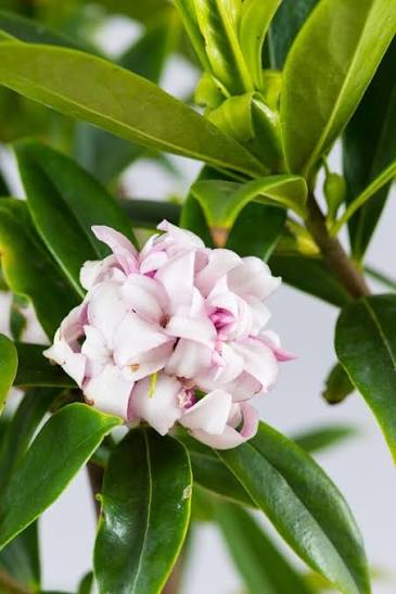 Daphne odora x bholua 'Perfume Princess' 2ltr