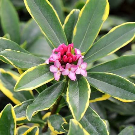 Daphne odora 'Aureomarginata' 2Ltr