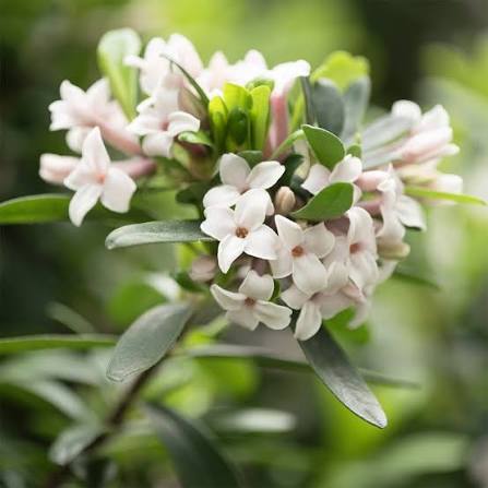 Daphne x transatlantica 'Eternal Fragrance' 2L