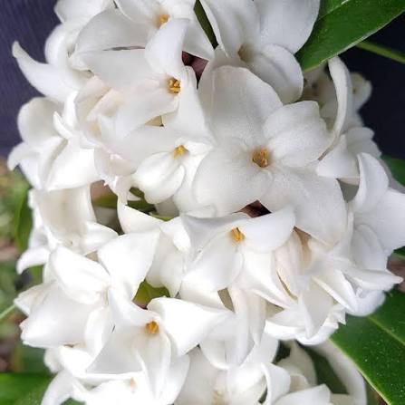 Daphne odora x bholua 'Perfume Princess White' 2ltr