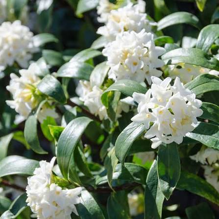Daphne odora x bholua 'Perfume Princess White' 2ltr