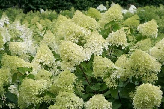 Hydrangea paniculata 'Limelight' 20ltr