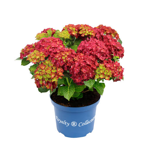 Hydrangea macrophylla 'Royalty Collection' Fire Wings 3.5ltr