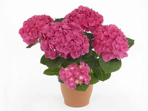 Hydrangea macrophylla 'Royalty Collection' Jip Pink 3.5ltr