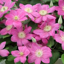 Clematis 'Alaina' 3ltr